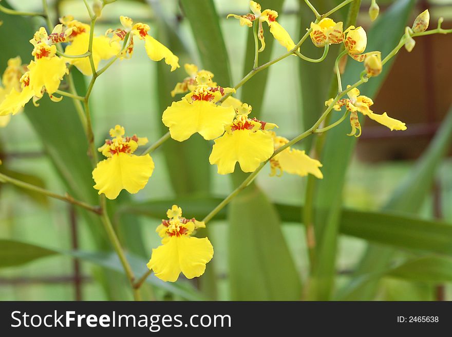 Small Yellowish Orchid