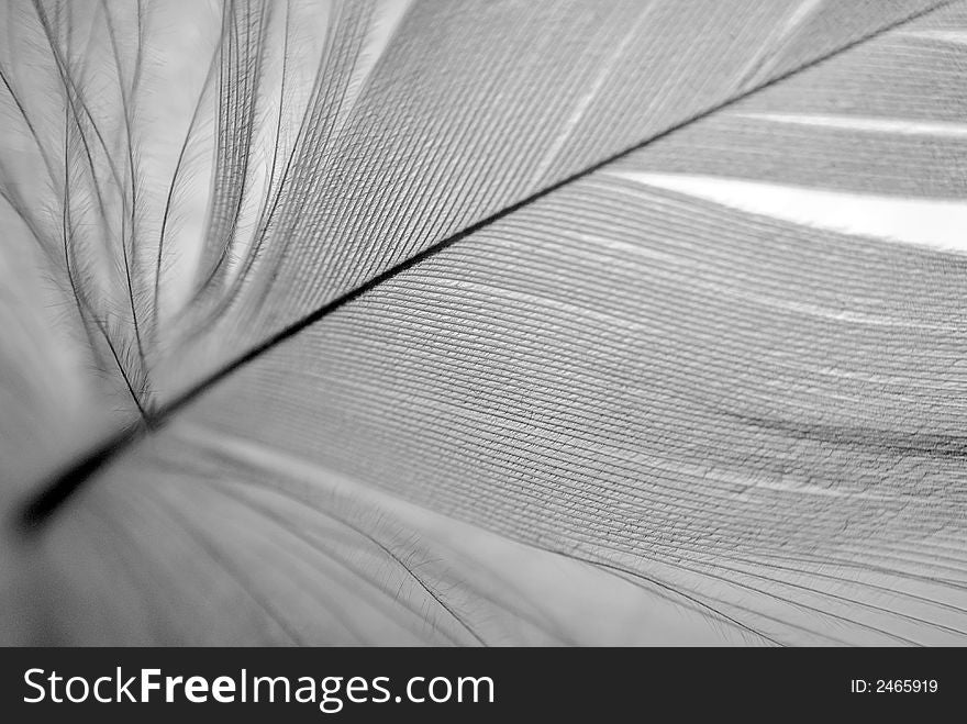 Bird's feather detail. Black and white. Shallow DOF. Bird's feather detail. Black and white. Shallow DOF.