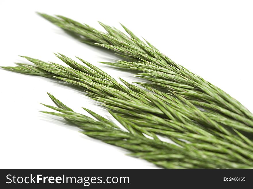 Green grass isolated on white