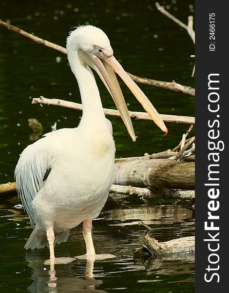 Pelican Close Up