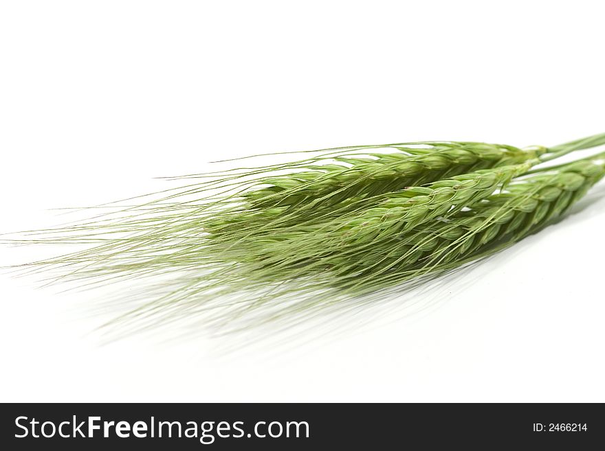 Green wheat ears isolated on white