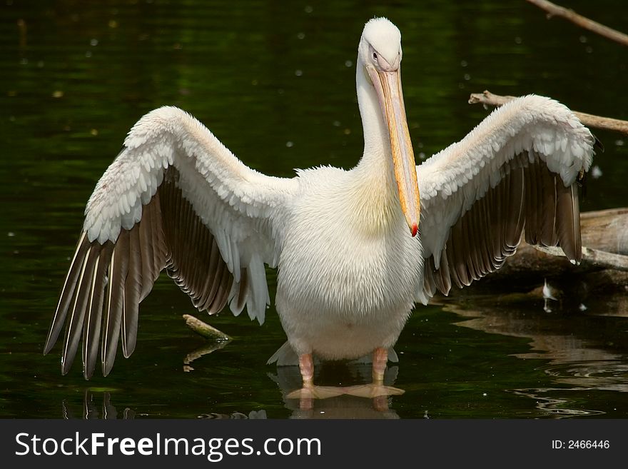 White pelican with opened wings