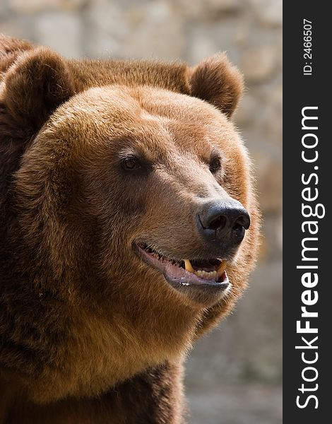 Close up portret of a brown bear