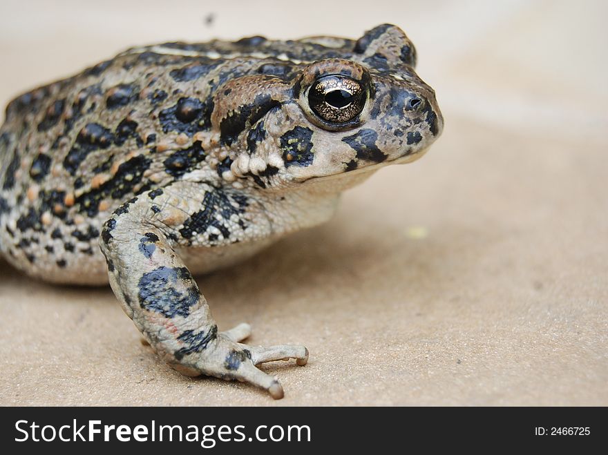 A California native toad up close