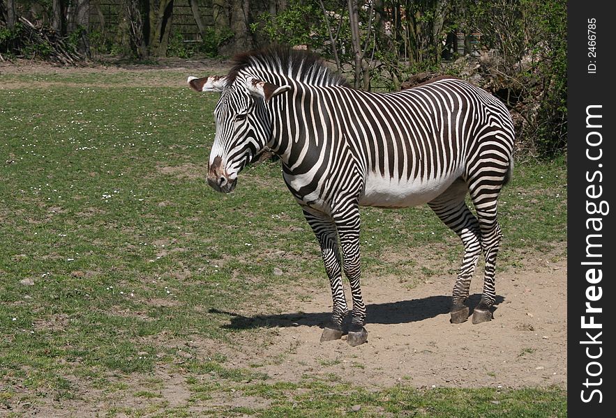 Zebra in the zoo in Ostrava city