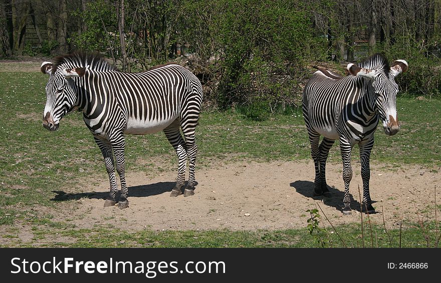 Zebras in the zoo in Ostrava city
