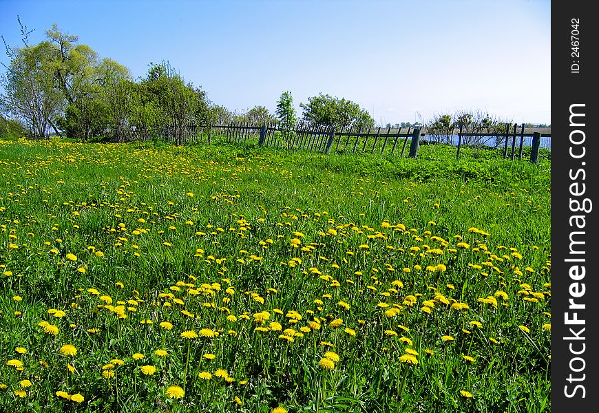 Glade with dandelions and a fence