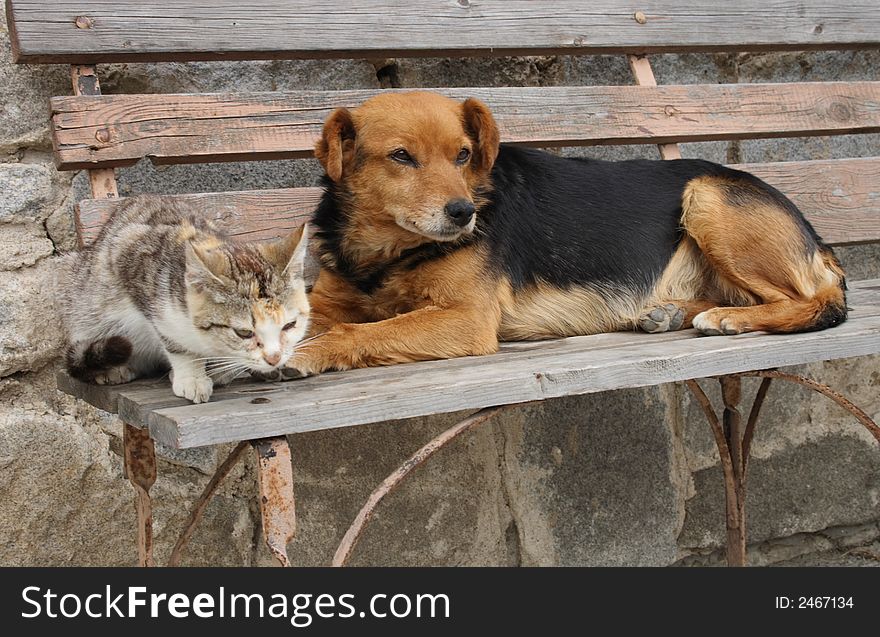 Cat And Dog