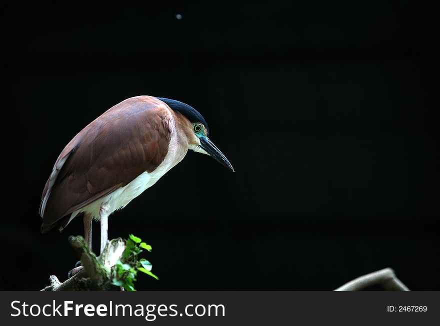 Bird standing in the zoo on the black background. Bird standing in the zoo on the black background