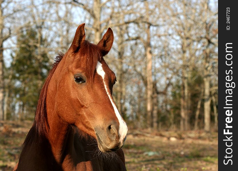 Head shot of an arabian horse. Head shot of an arabian horse.