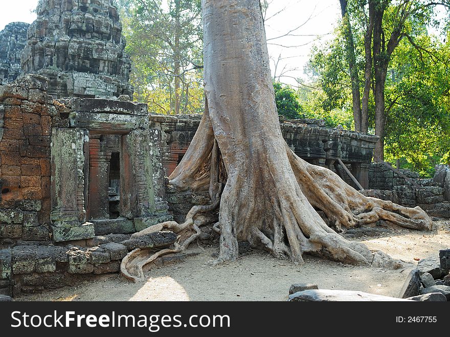 Banteay Kdei Tree