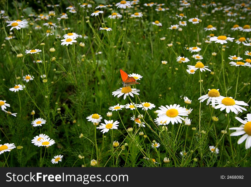 Beautiful orange butterfly in chamomile field