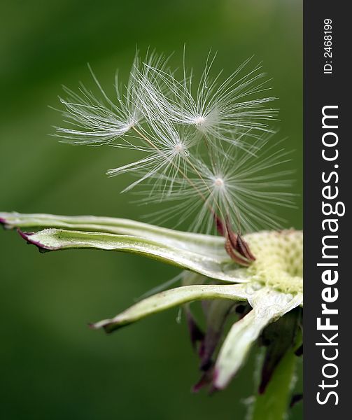 Close up of an dandelion plant