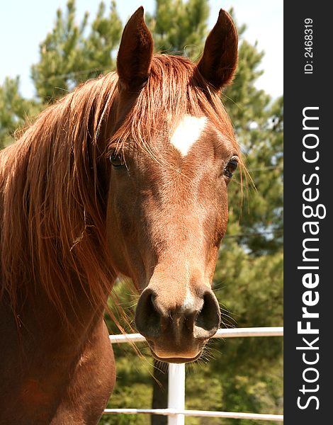 Head shot of an arabian horse. Head shot of an arabian horse.