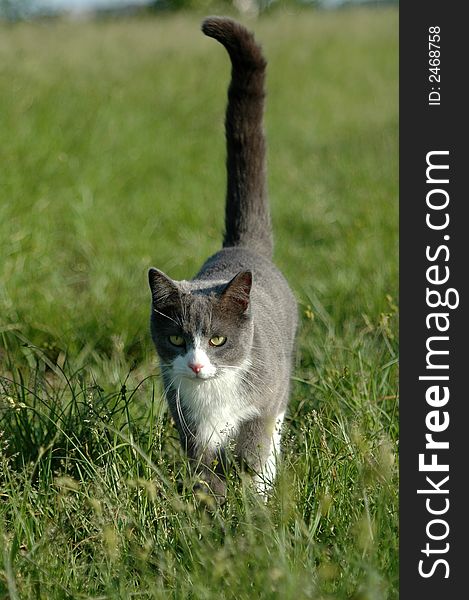 Grey and white domesticated cat walking in green grass. Grey and white domesticated cat walking in green grass.
