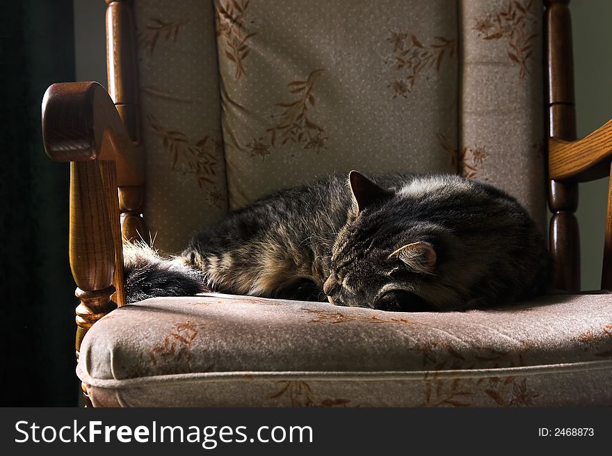 Tabby cat sleeping on Grandma's padded rocking chair. Tabby cat sleeping on Grandma's padded rocking chair