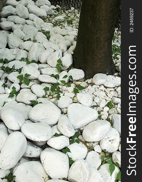 Conceptual white rocks with green leif and a tree