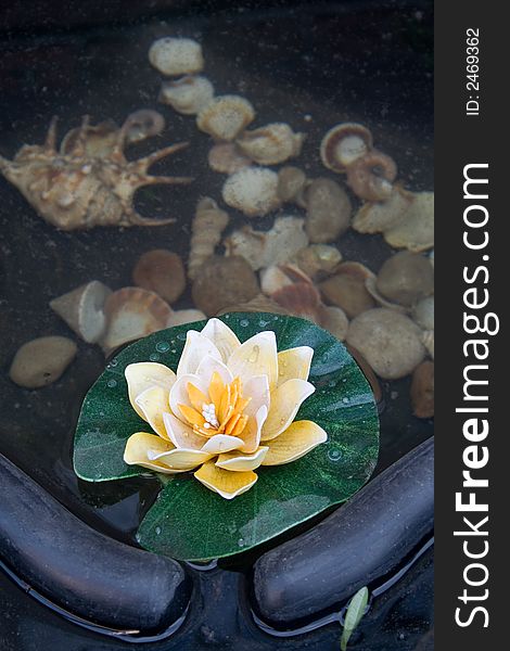 Small decorative pond made of plastic, with artificial water lily and real seashells at the bottom.