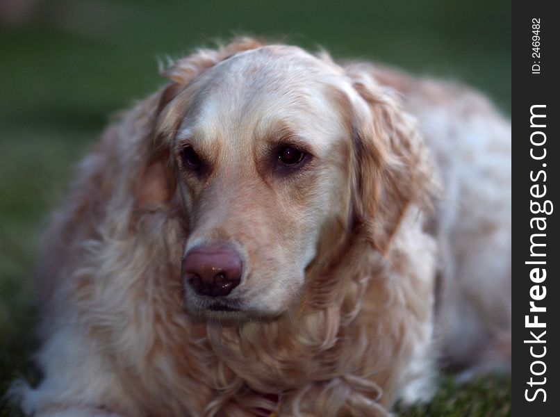 Duchess the Golden Retriever Dog