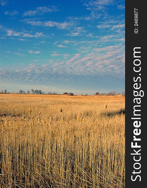 Wild grass isolated on a scenic back ground