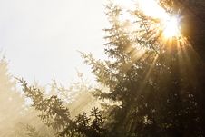 Golden Rays Of Sunlight Shining Through Trees Stock Photo Golden Rays Of Sunlight Shining Through Trees Stock Photo