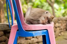 Sleeping Monkey Royalty Free Stock Photo Sleeping Monkey Royalty Free Stock Photo