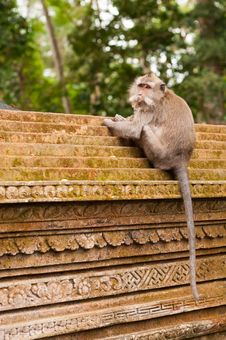 Macaque On The Wall In Ubud Stock Photography Macaque On The Wall In Ubud Stock Photography