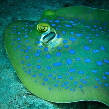 Blue Spotted Sting Ray Stock Images Blue Spotted Sting Ray Stock Images