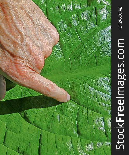 Finger pointing on bright clean green leaf