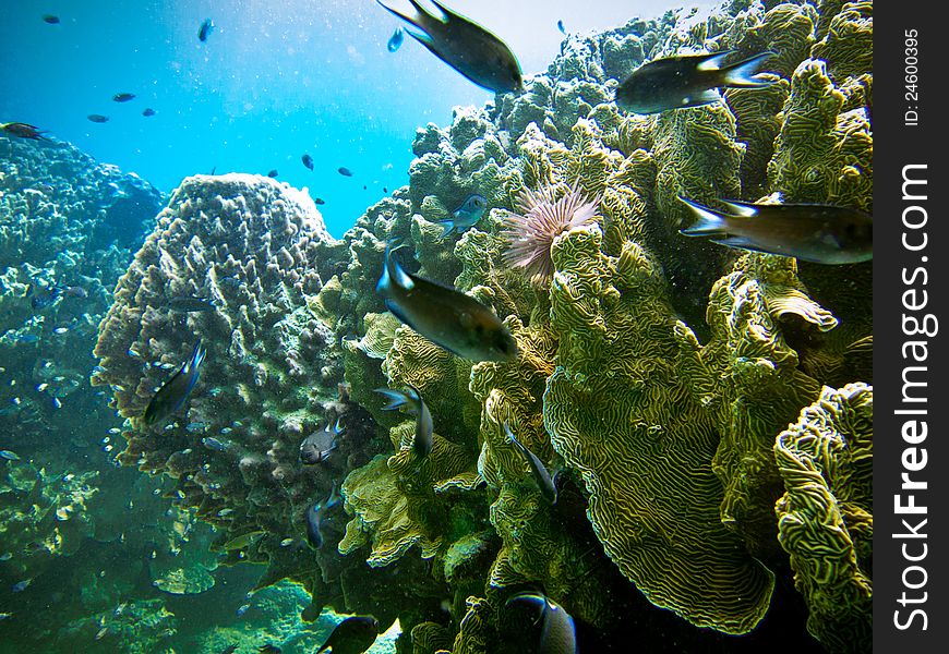 Underwater Coral Reef in Malaysia