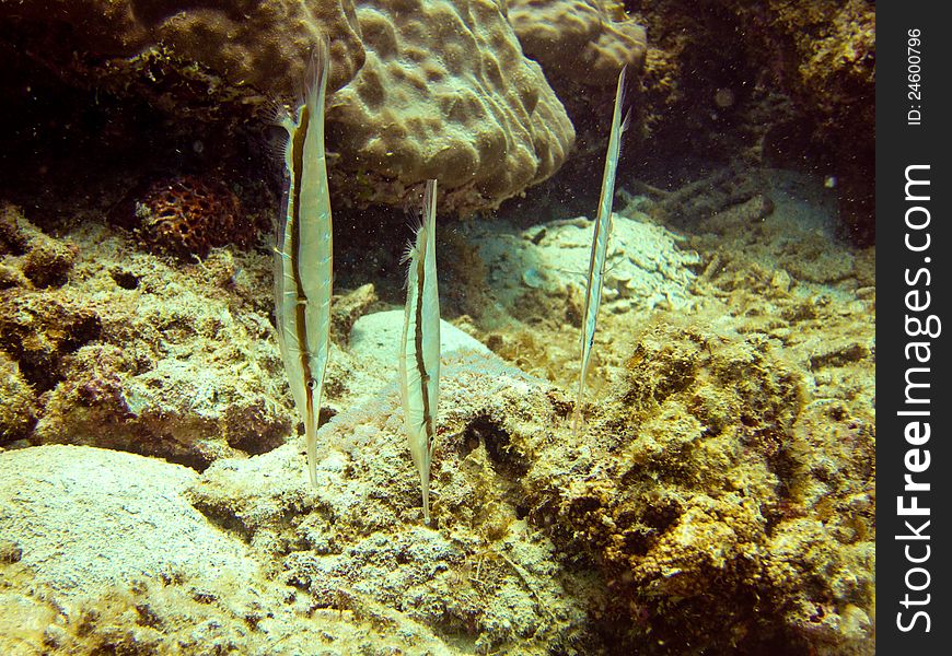 Striped Shrimp - fishes aka Razor - fish Looking For Food at the Bottom. Striped Shrimp - fishes aka Razor - fish Looking For Food at the Bottom