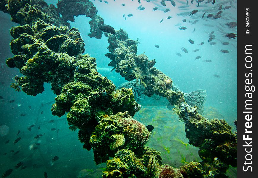 Sugar Wreck, Underwater Ship