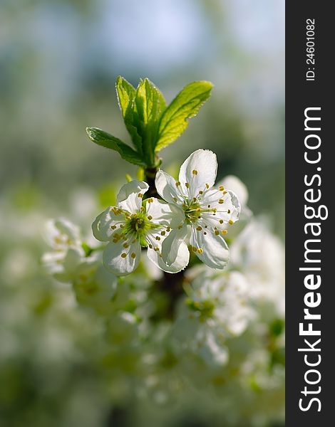 Cherry blossoms in spring sunny day