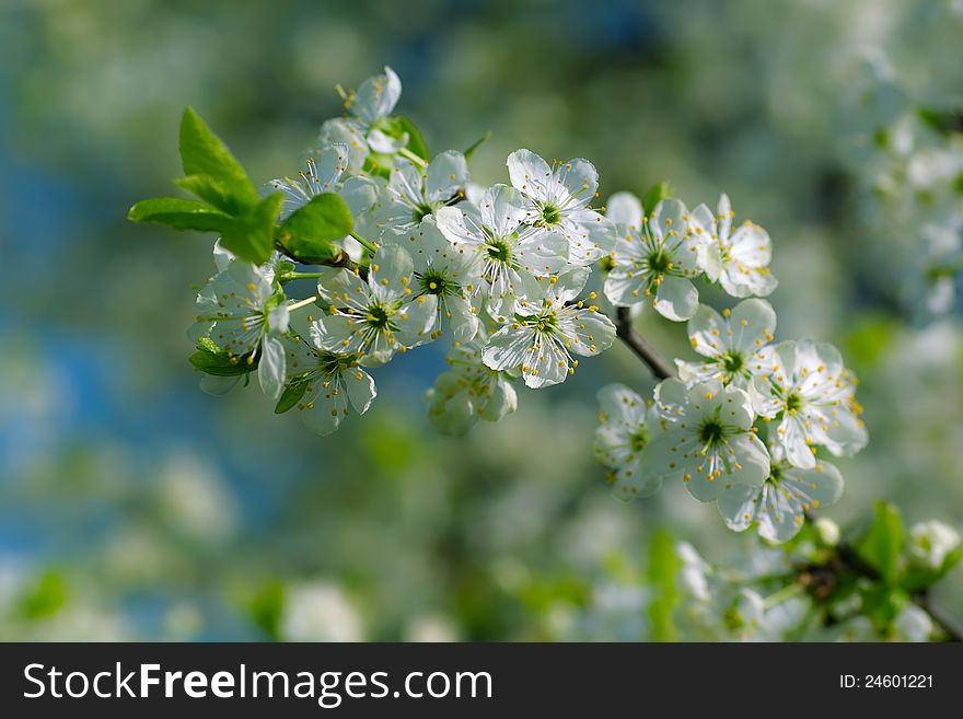 Cherry blossoms in spring sunny day