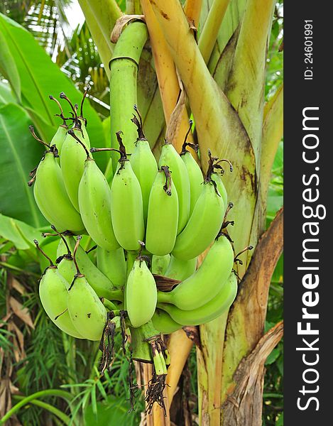 Banana on tree, Thai fruit