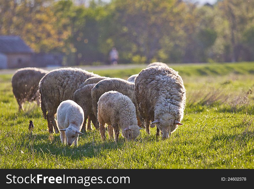 Sheeps in green meadow. Ukraine.