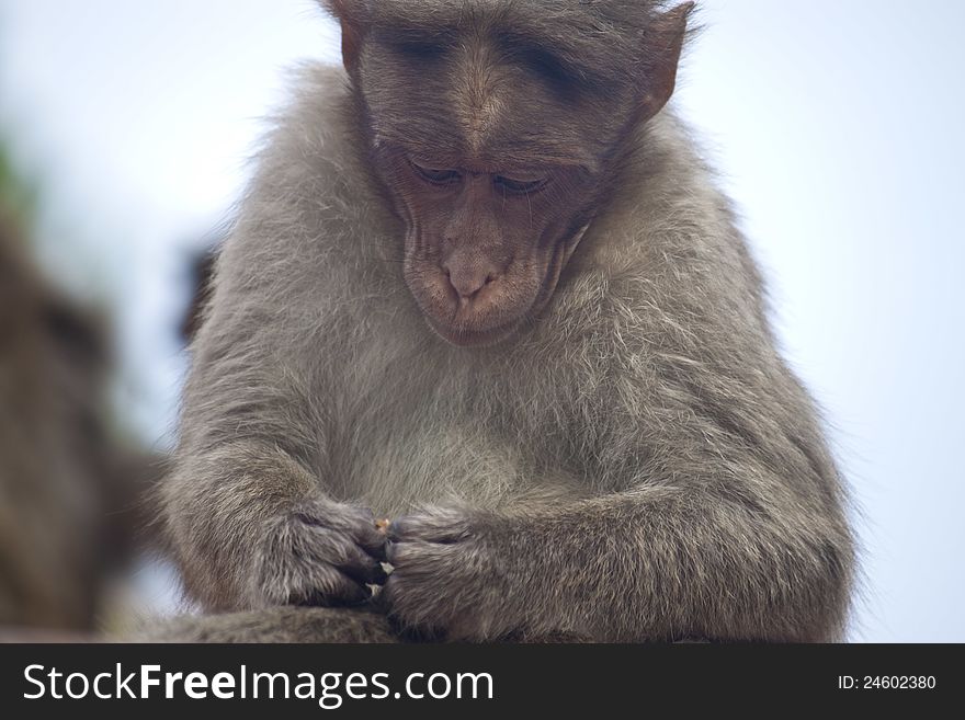 Portrait of a macaque, India