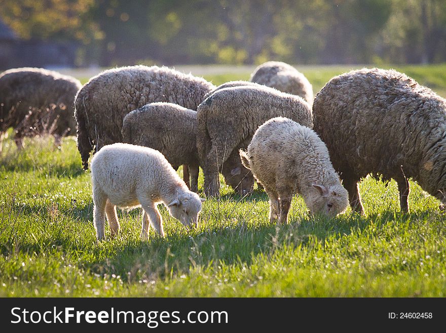 Sheeps in green meadow. Ukraine.