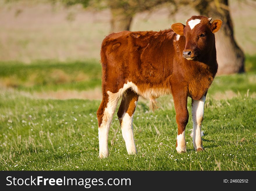 Young cow in green meadow