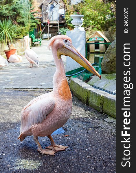 Pink Pelican (Pelecanus onocrotalus) stands on a decorative background