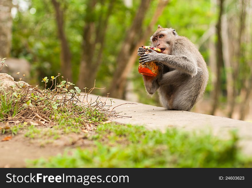 Long-tailed macaques (Macaca fascicularis) with jar of jam in Sacred Monkey Forest, Ubud, Indonesia. Long-tailed macaques (Macaca fascicularis) with jar of jam in Sacred Monkey Forest, Ubud, Indonesia