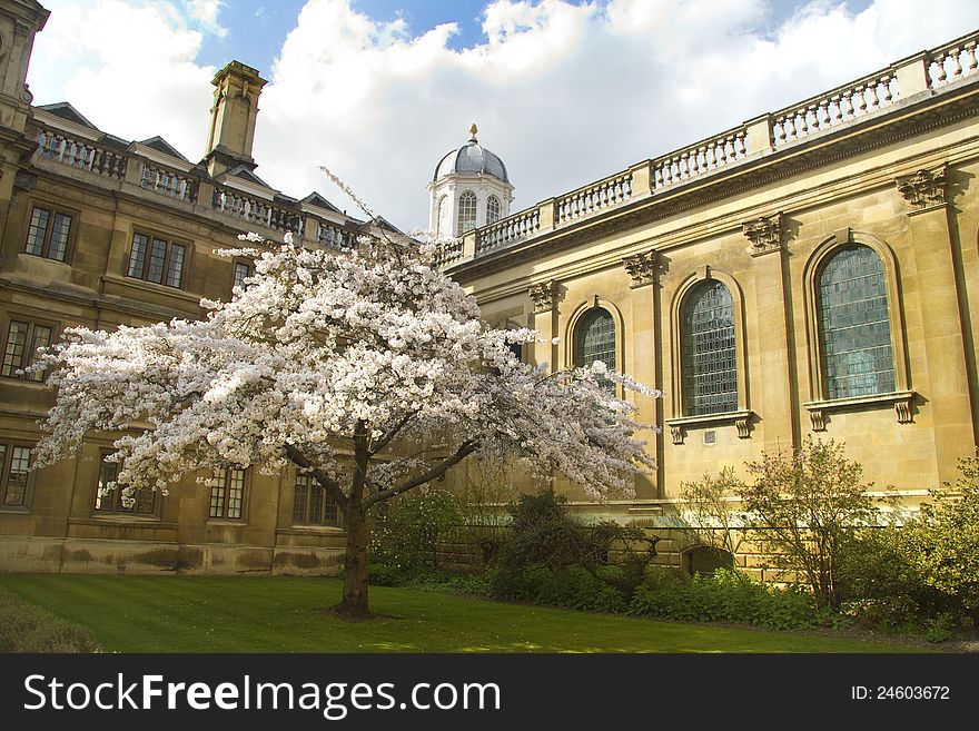 A tree in bloom at entrance to the famous seat of learning. A tree in bloom at entrance to the famous seat of learning