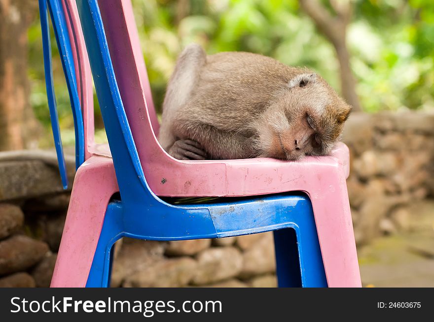 Sleeping Monkey