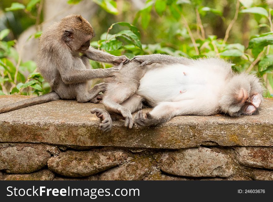 Macaques mutual help, Sacred Monkey Forest, Ubud, Indonesia