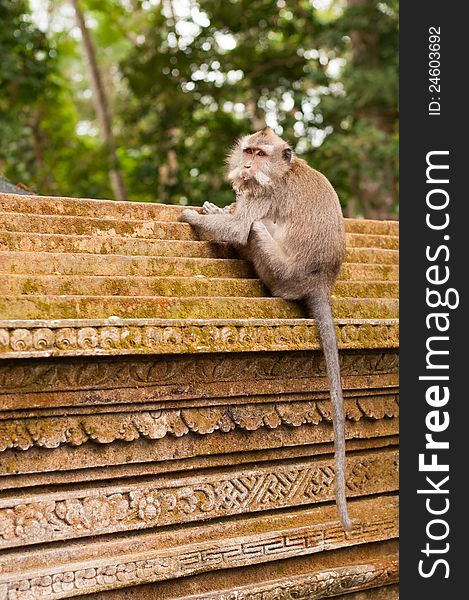 Macaque on the wall in Ubud