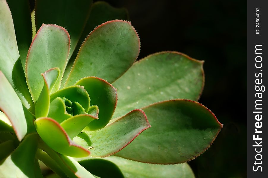 Rosette Leaves Of Aeonium Ciliatum