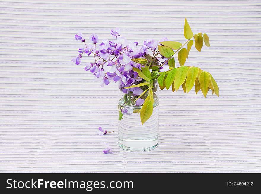 Bouquet of wisteria in a glass vase on stripe violet background. Bouquet of wisteria in a glass vase on stripe violet background