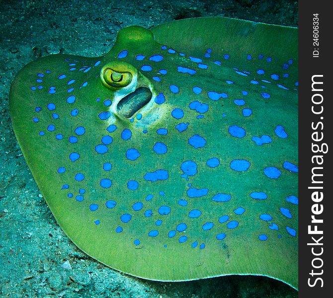 Blue Spotted Sting Ray at the bottom