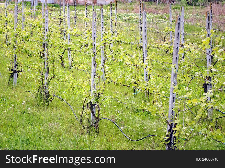 Green vineyard in a sunny spring day