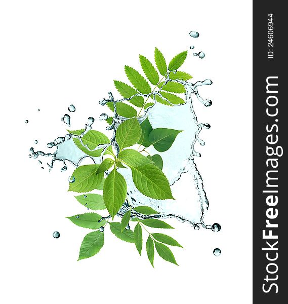 Ecology concept. Green leaves with splashing water on white background. Ecology concept. Green leaves with splashing water on white background